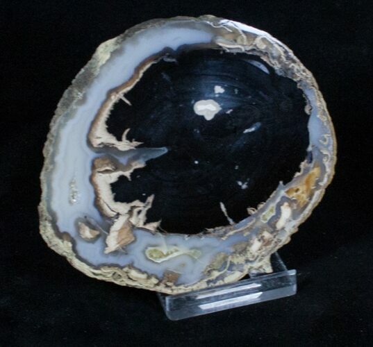 Blue Forest Petrified Wood Slice ( inches) #3239